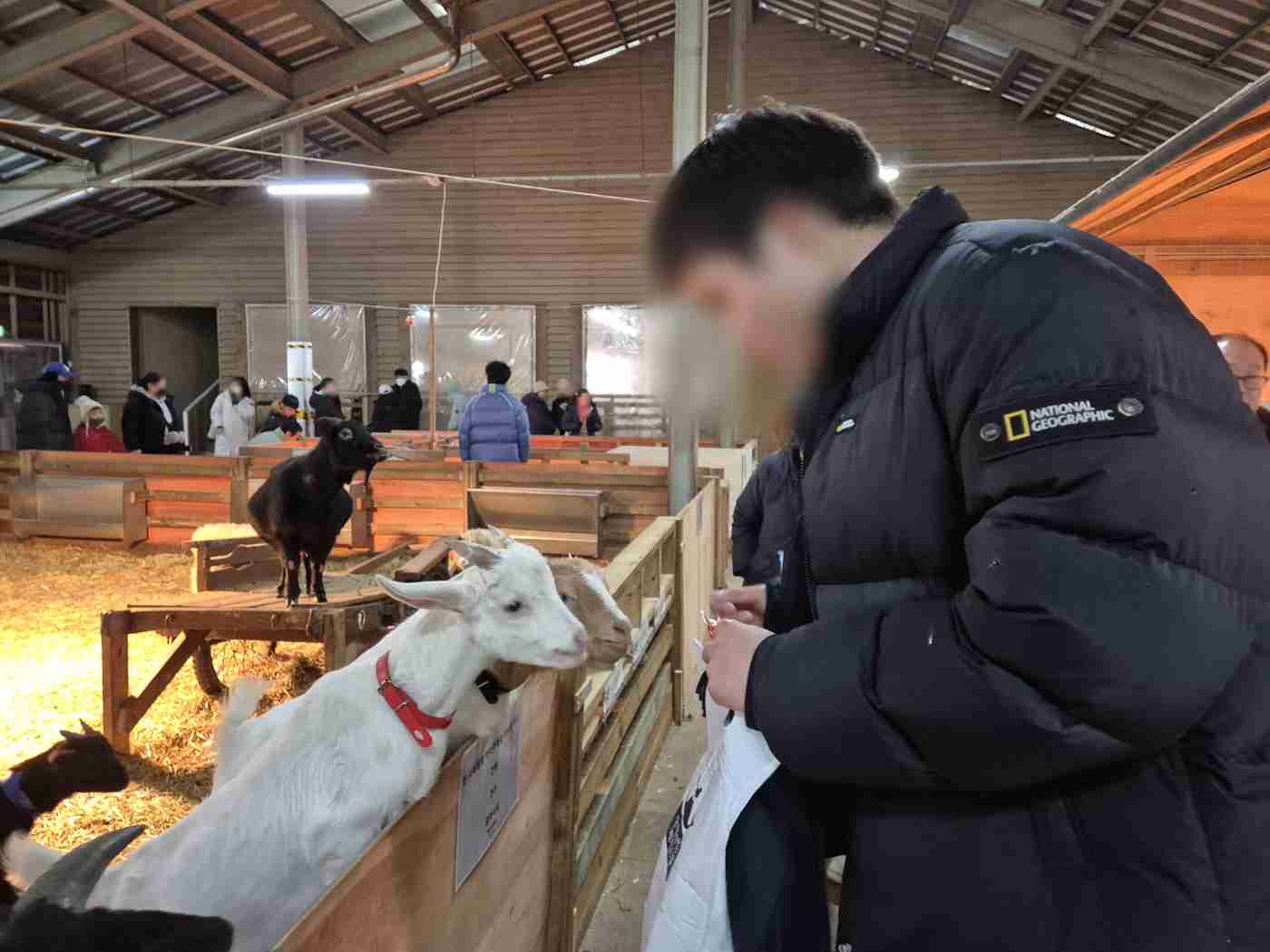 농장 염소.jpg