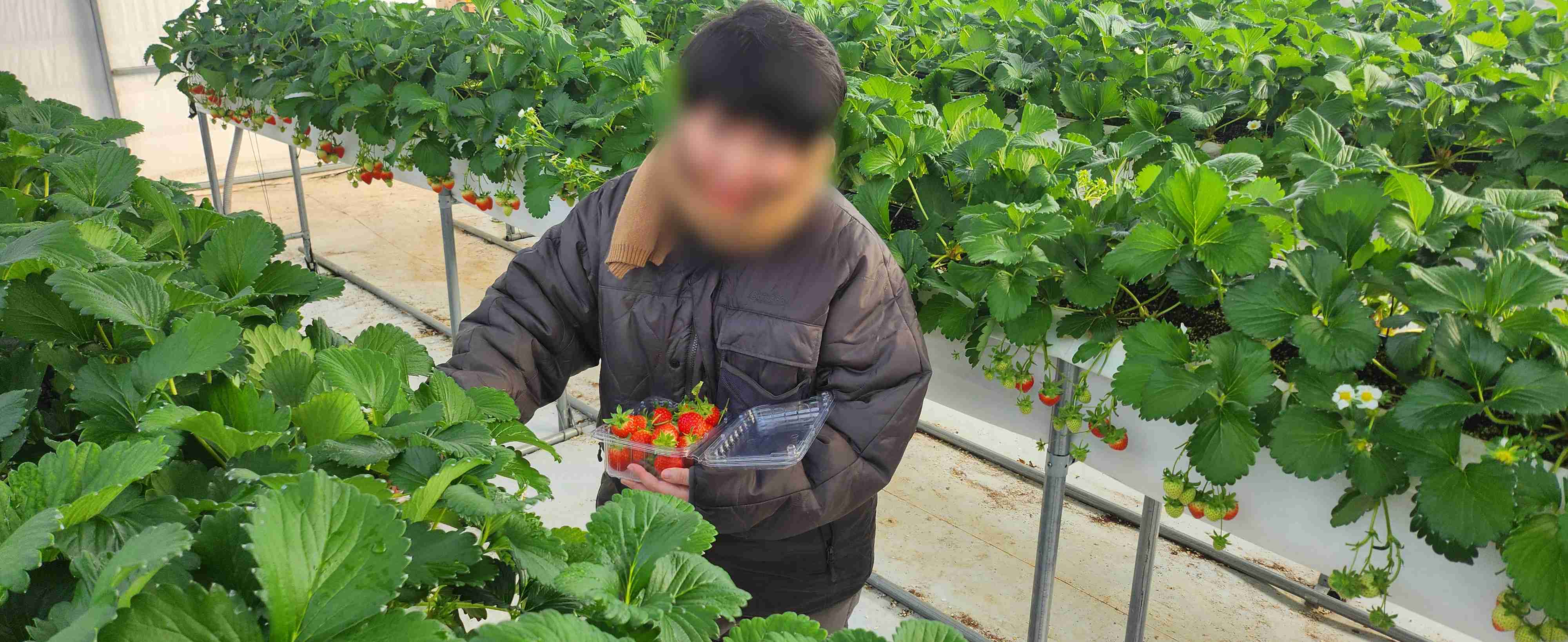 딸기체험.jpg
